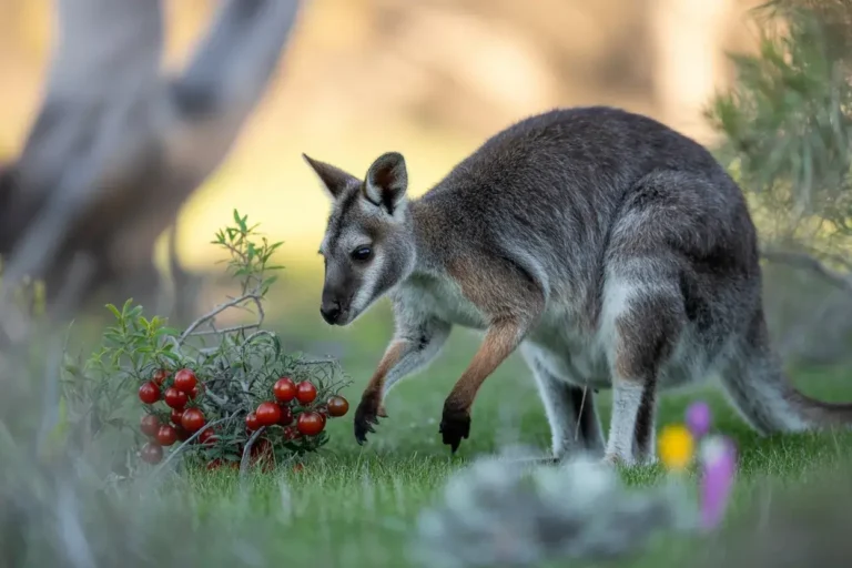 wallabies diet feature image