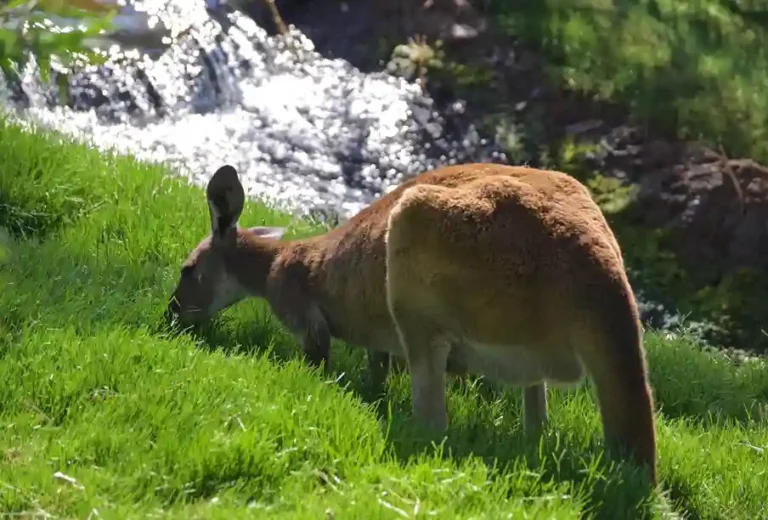 Wallabies’ Habitat: Natural Environments and Ecosystems